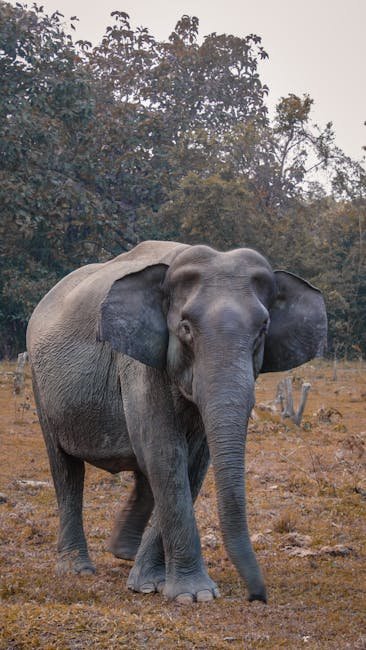 Elephant