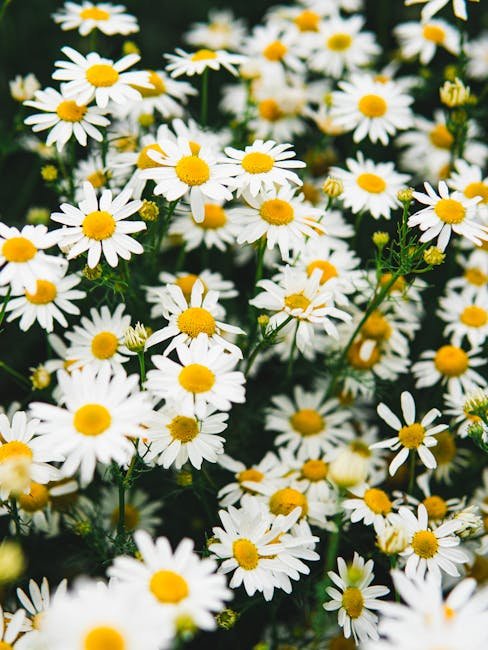 Marguerite
