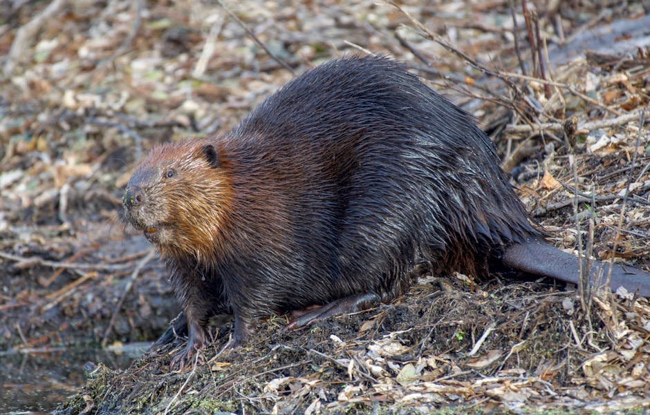 Beavers