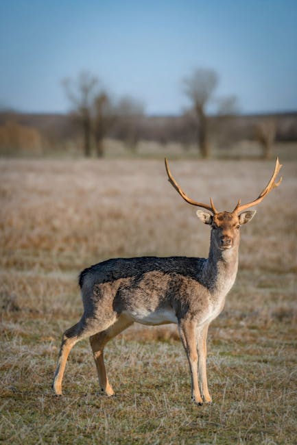 Venison